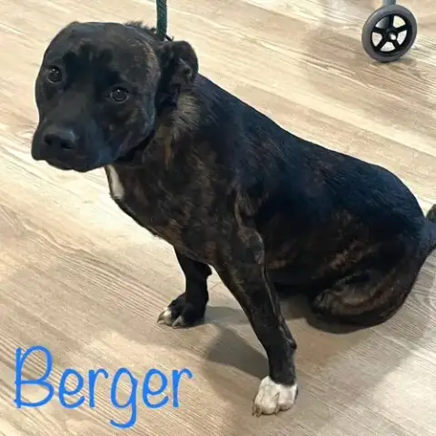 Berger photo 2