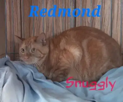 Redmond