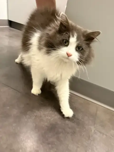 Sploot