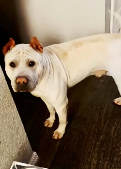 Rocco photo 5