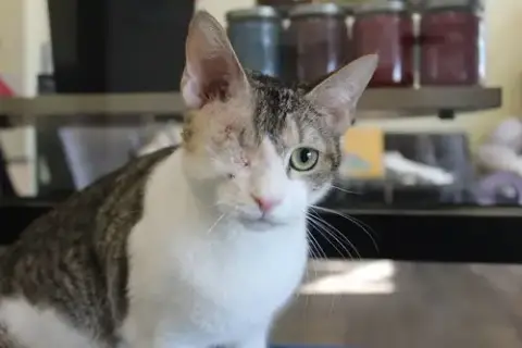 Turanga Leela photo 3