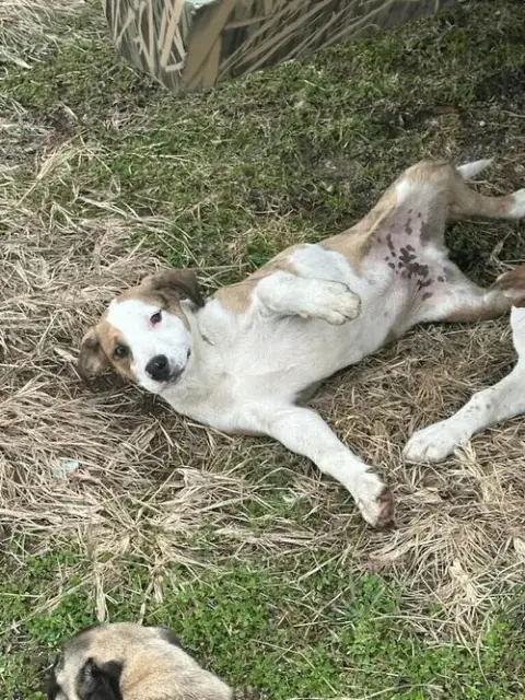 Bubba
