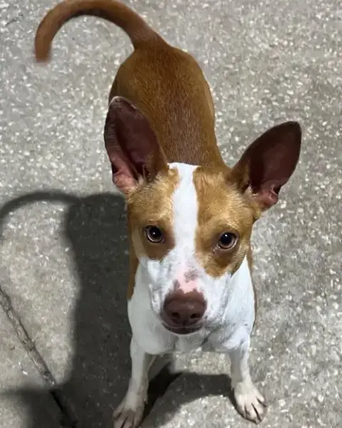 Kaiya