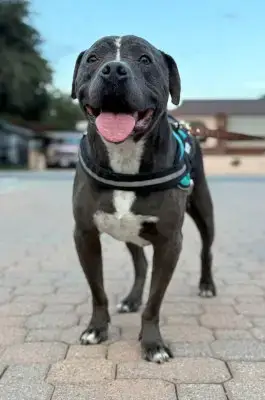 Bubba photo 4