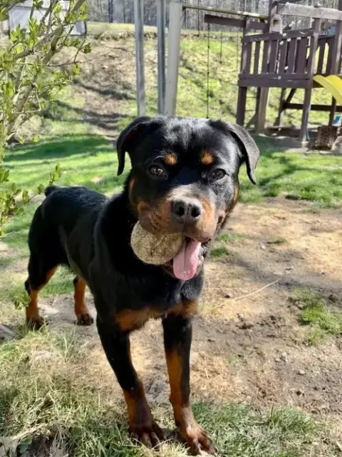 Remi The Rottie photo 3