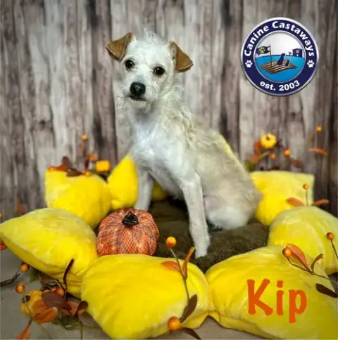 Kip photo 4