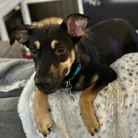 Cocoa