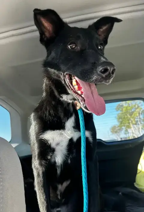 Mica
