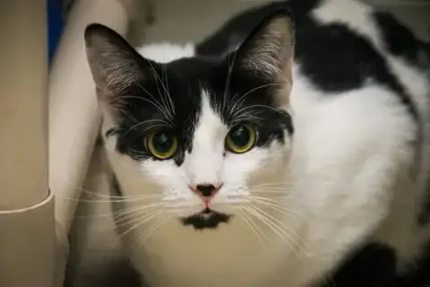 Mr. Moo Kitty photo 2