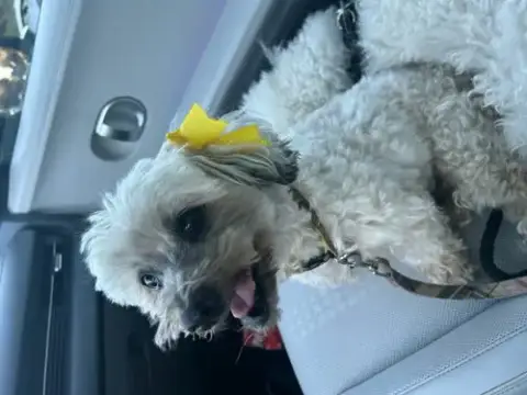 Chiquita photo 4
