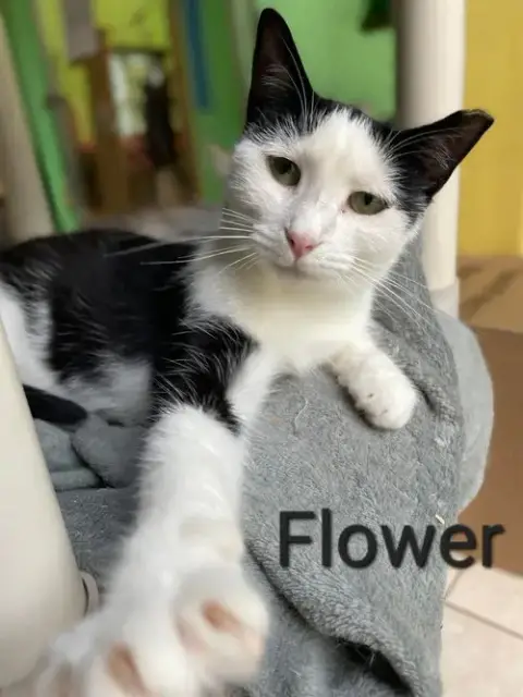 Flower photo 2