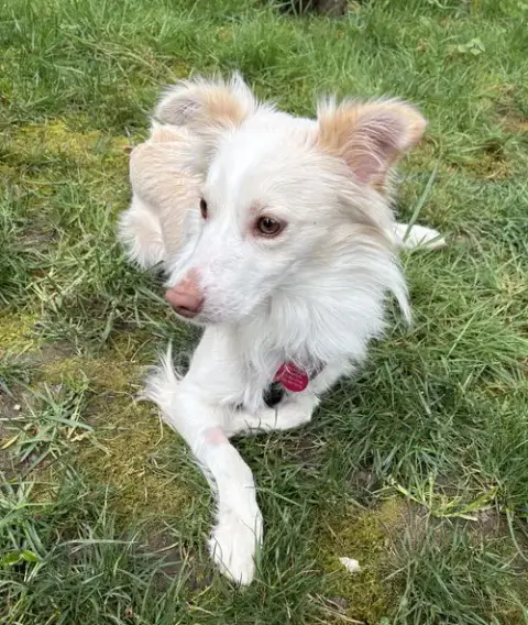Pickles photo 2