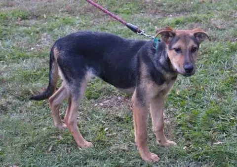 Ranger-5Month Sweetboy Neuter Contract Required$75 photo 3