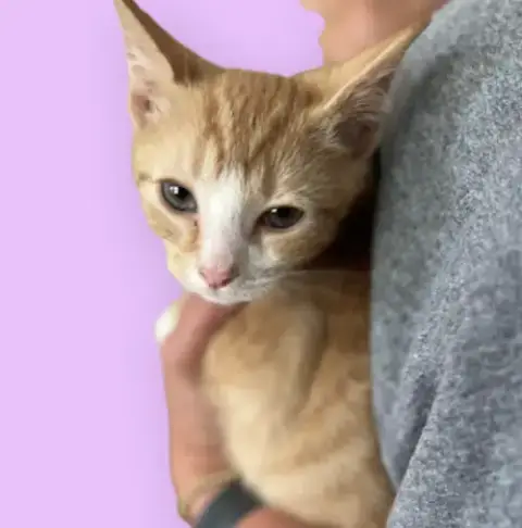 Alvin