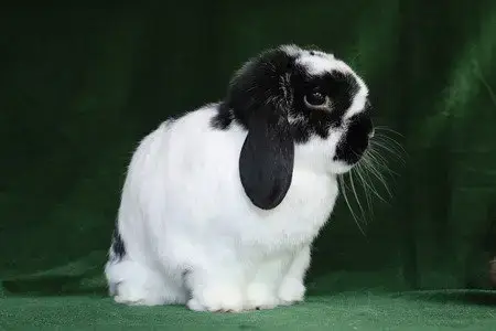 Pongo & Peanut photo 3