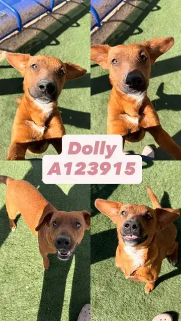 Dolly