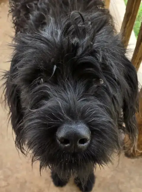 Gracie photo 4