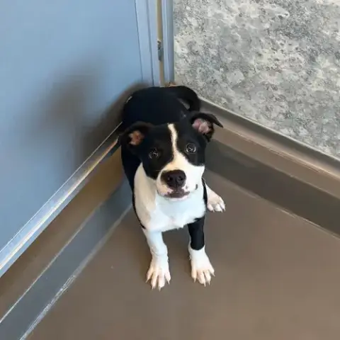 Monty