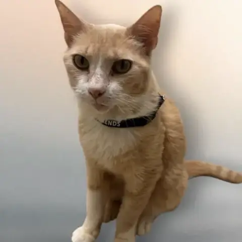 Marmalade