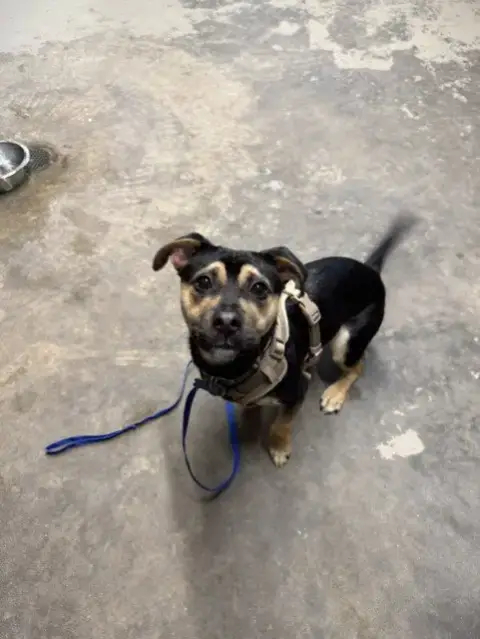 Adopter Marshall