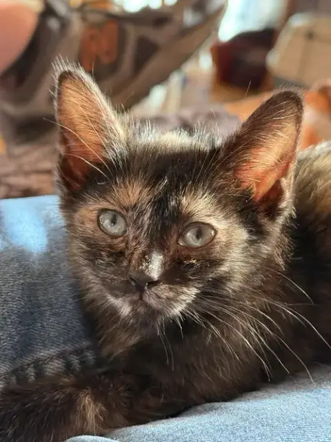 Cat photo 5
