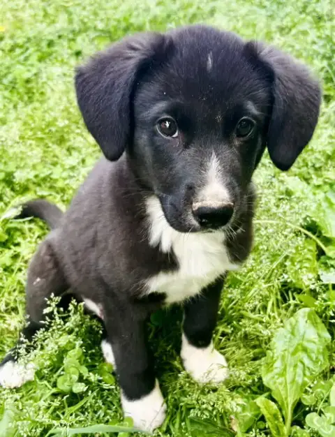 Puppy Butters photo 2
