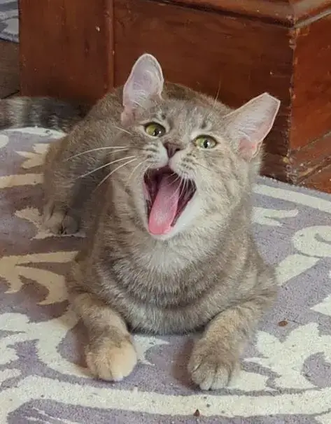 Rosie 2