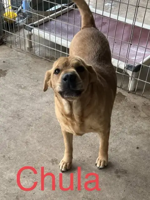 Chula photo 2