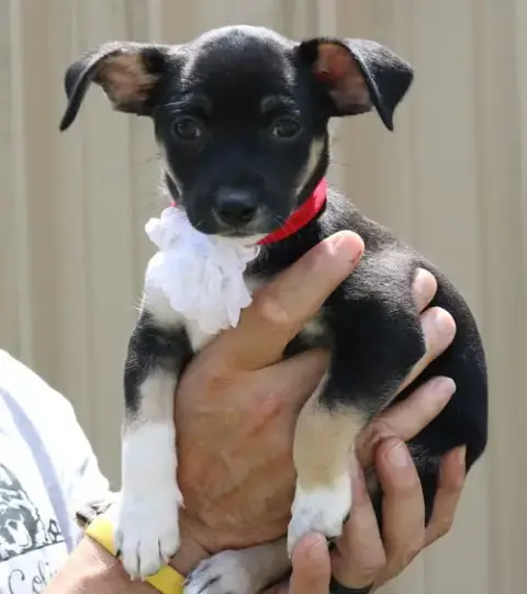 Pixie photo 2