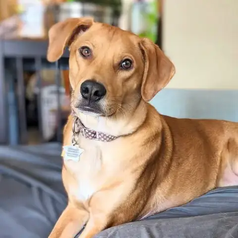 Moose Mcdougal
