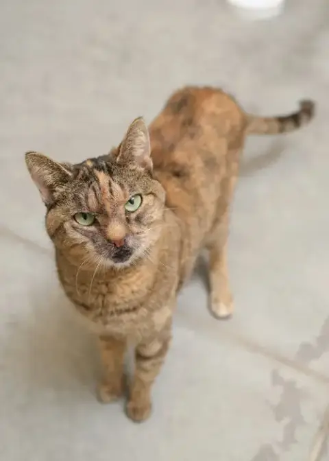 Miss Sniff