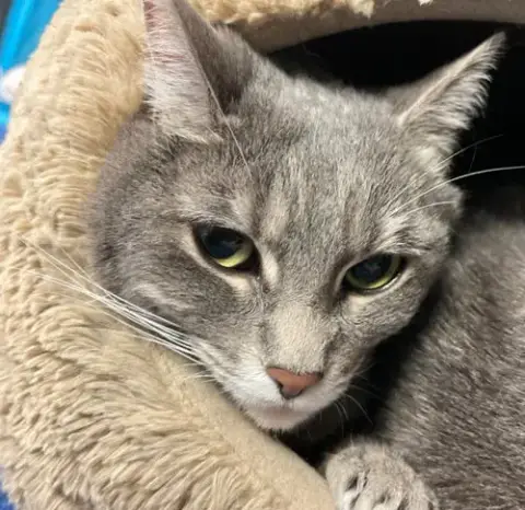 Piper