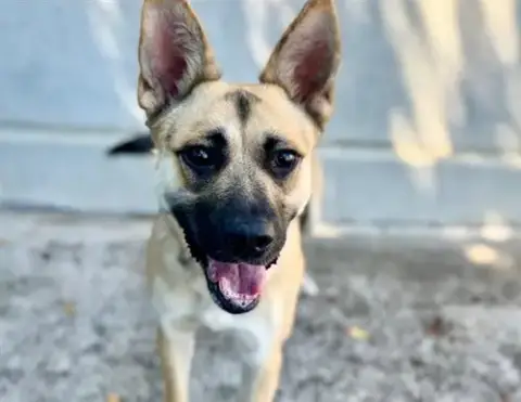 Sandy A435008