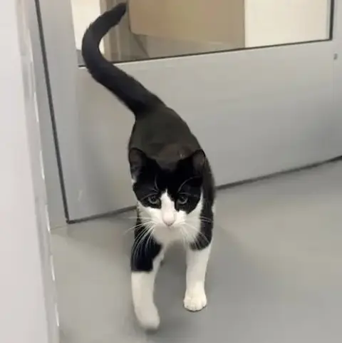 Purrcival