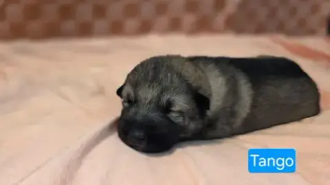 Tango