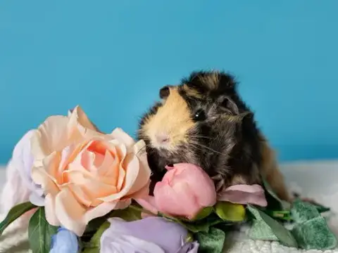 Lola
