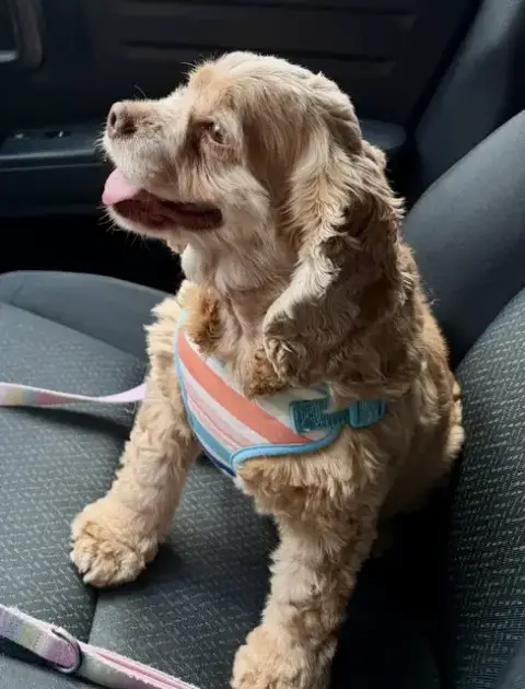 Daisy Duke