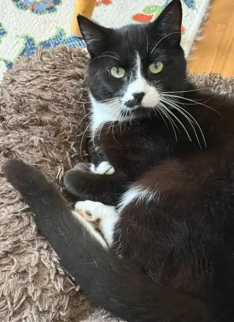 Ziggy