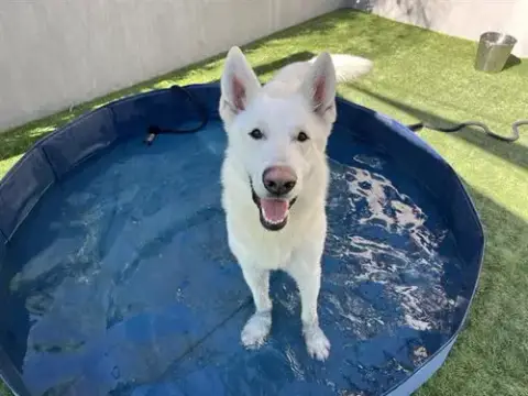 Artemis