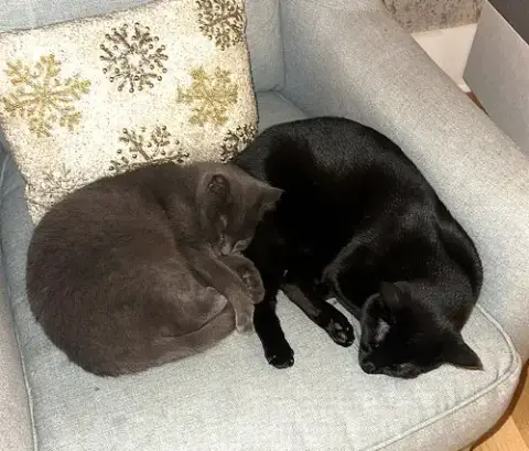 Kitty Neela Foster Needed photo 4