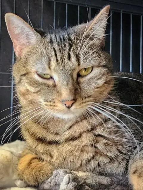 Noodle Bonded With Cuddles