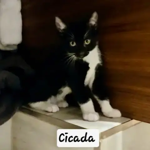 Cicada