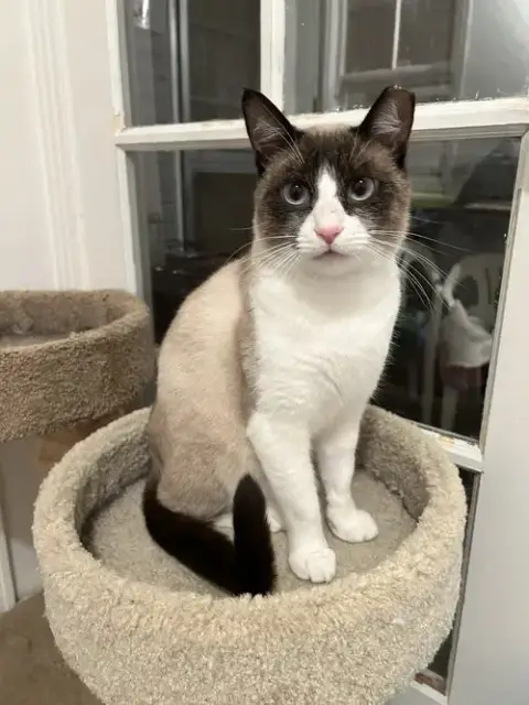 Angus
