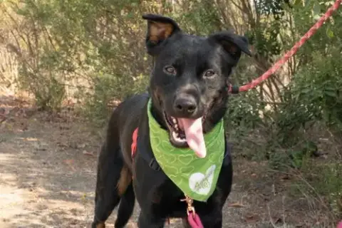 Oso