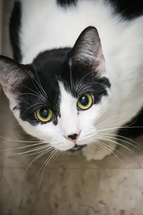 Mr. Moo Kitty
