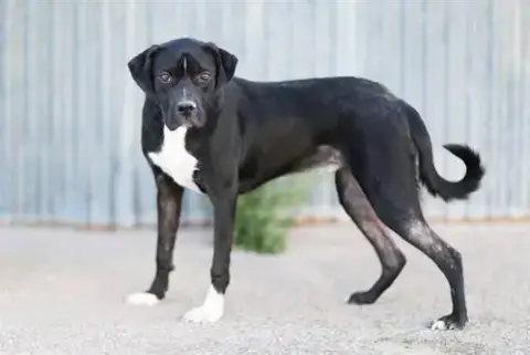 Porter