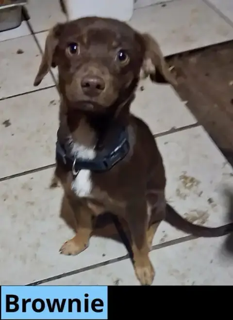 Brownie photo 3