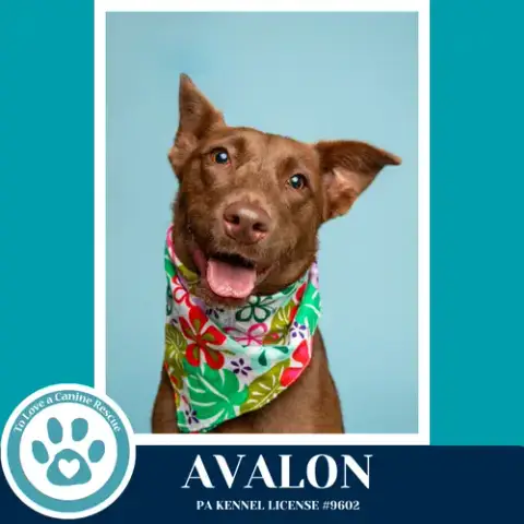 Avalon photo 2