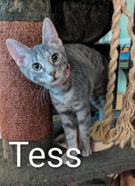 Tess photo 2