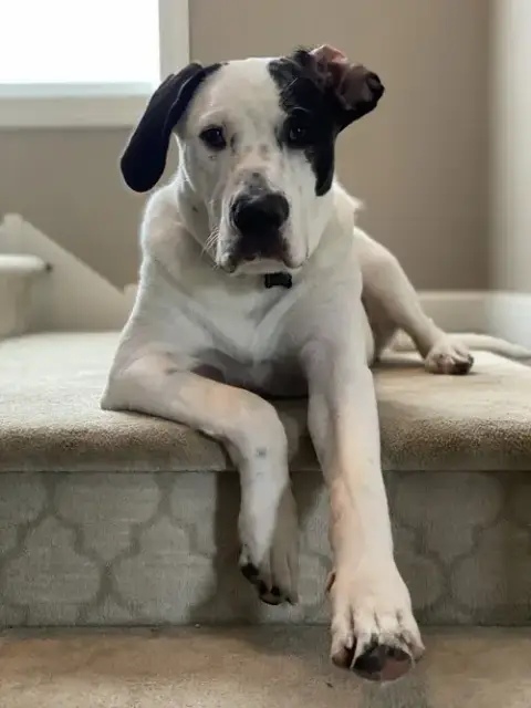 Finn photo 2
